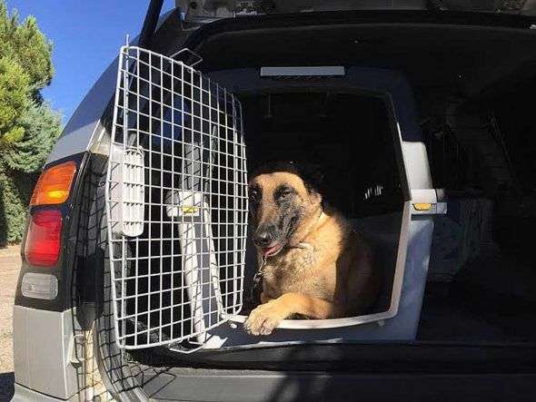 Usar transportin para perros en el coche