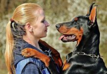 Cómo Elegir un Perro Guardián Cómo Elegir un Perro Guardián