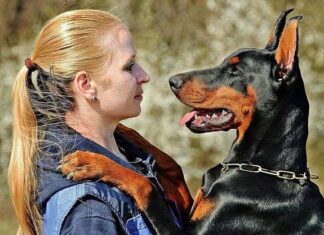 Cómo Elegir un Perro Guardián Cómo Elegir un Perro Guardián
