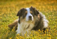 Beneficios de las Oficinas Dog Friendly Perros
