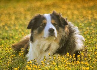 Beneficios de las Oficinas Dog Friendly Perros