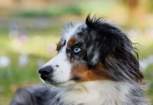 Cuatro Planes que Puedes Hacer con tu Perro Cuatro Planes que Puedes Hacer con tu Perro