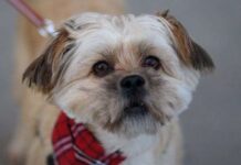 5 Consejos para Elegir un Cuidador de Perros 5 Consejos para Elegir un Cuidador de Perros