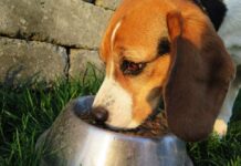Alimentos húmedos o alimentos secos, tips para elegir lo mejor Alimentos húmedos o alimentos secos, tips para elegir lo mejor