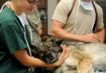 Consejos sobre PRIMEROS AUXILIOS para perros Consejos sobre primeros auxilios para perros