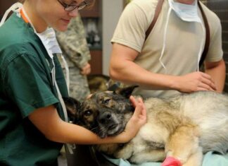 Consejos sobre PRIMEROS AUXILIOS para perros Consejos sobre primeros auxilios para perros