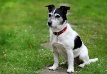 Cómo enseñarle al PERRO a sentarse Cómo enseñarle al PERRO a sentarse