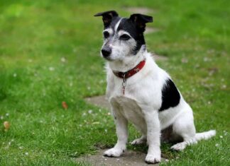 Cómo enseñarle al PERRO a sentarse Cómo enseñarle al PERRO a sentarse