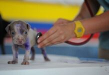 Evitar el miedo al VETERINARIO es posible Evitar el miedo al VETERINARIO es posible