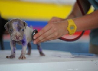 Evitar el miedo al VETERINARIO es posible Evitar el miedo al VETERINARIO es posible