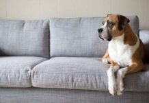 Elimina los pelos de perro de tu vida Elimina los pelos de perro de tu vida