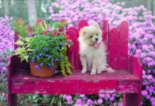 Evitar que el CACHORRO muerda las plantas Evitar que el CACHORRO muerda las plantas
