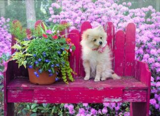 Evitar que el CACHORRO muerda las plantas Evitar que el CACHORRO muerda las plantas