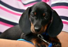 Cachorros que muerden Cachorros que muerden