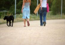 Pasear al perro… sin tirar de la correa Pasear con nuestro perro