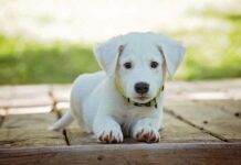 Qué hacer si tu perro tiene malos hábitos higiénicos Qué hacer si tu perro tiene malos hábitos higiénicos