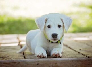 Qué hacer si tu perro tiene malos hábitos higiénicos Qué hacer si tu perro tiene malos hábitos higiénicos