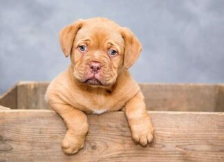 Cómo cuidar la dentadura de tu perro Cómo cuidar la dentadura de tu perro