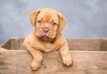 Cómo elegir el NOMBRE de un perro Cómo elegir el NOMBRE de un perro