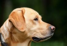 La obesidad en los perros obesidad, alimentos