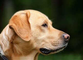 La obesidad en los perros obesidad, alimentos