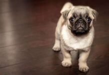 El Alzheimer de los PERROS El Alzheimer de los PERROS