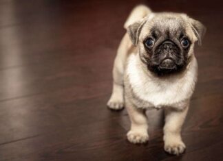 El Alzheimer de los PERROS El Alzheimer de los PERROS