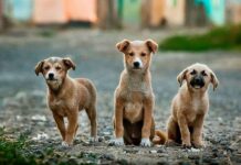 Perros que le tienen MIEDO a otros perros Perros que le tienen MIEDO a otros perros