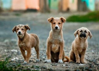 Perros que le tienen MIEDO a otros perros Perros que le tienen MIEDO a otros perros