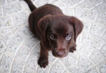 Los CACHORROS tienen que acostumbrarse a estar solos Los CACHORROS tienen que acostumbrarse a estar solos