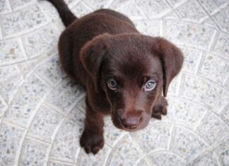 Los CACHORROS tienen que acostumbrarse a estar solos Los CACHORROS tienen que acostumbrarse a estar solos