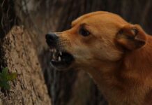 Mi PERRO es muy agresivo Mi PERRO es muy agresivo