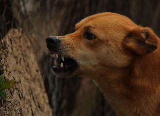 Mi PERRO es muy agresivo Mi PERRO es muy agresivo