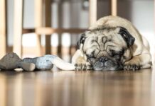 Accesorios para perros Accesorios para perros