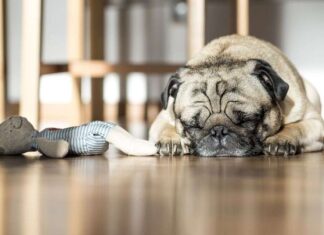 Accesorios para perros Accesorios para perros