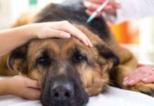 3 enfermedades de perros y CÓMO TRATARLAS