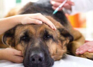 3 enfermedades de perros y CÓMO TRATARLAS