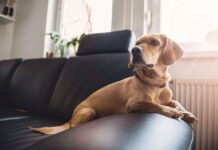 Cómo prevenir y tratar la ANSIEDAD EN PERROS