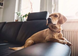 Cómo prevenir y tratar la ANSIEDAD EN PERROS