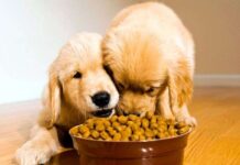5 mitos sobre la ALIMENTACIÓN DE PERROS