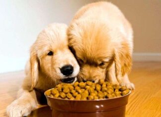 5 mitos sobre la ALIMENTACIÓN DE PERROS