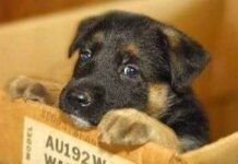 2 JUEGOS PARA PERROS para combatir el estrés