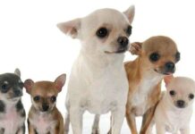 🐾Las Mejores Razas de Perros para Apartamentos Ventajas y desventajas de ADOPTAR UN PERRO PEQUEÑO