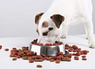 Consejos básicos para el cuidado de tu PERRO