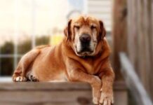 Consideraciones para ALIMENTACIÓN DE PERROS ADULTOS