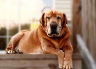 Consideraciones para ALIMENTACIÓN DE PERROS ADULTOS
