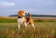 ¿Por qué hay tantas RAZAS de perros?