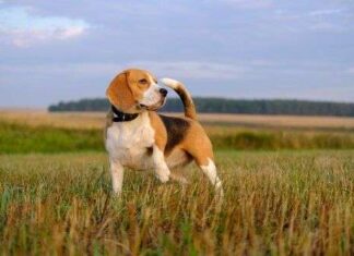 ¿Por qué hay tantas RAZAS de perros?