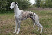 Whippet, RAZAS DE PERROS y los cuidados a tener en cuenta