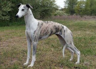 Whippet, RAZAS DE PERROS y los cuidados a tener en cuenta